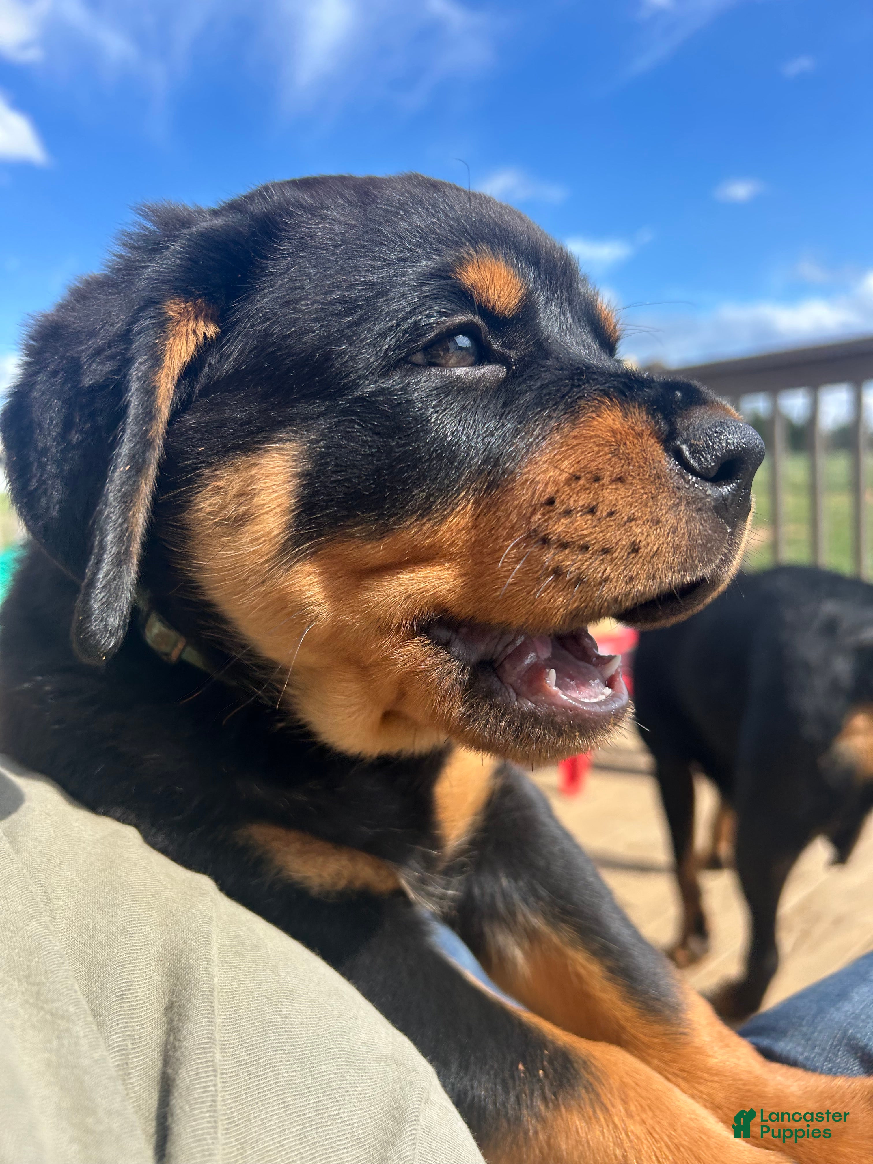 Rottweiler dogs Rottweiler Puppy 1 - Ad 7