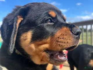 Rottweiler dogs Rottweiler Puppy 1 - Ad 7