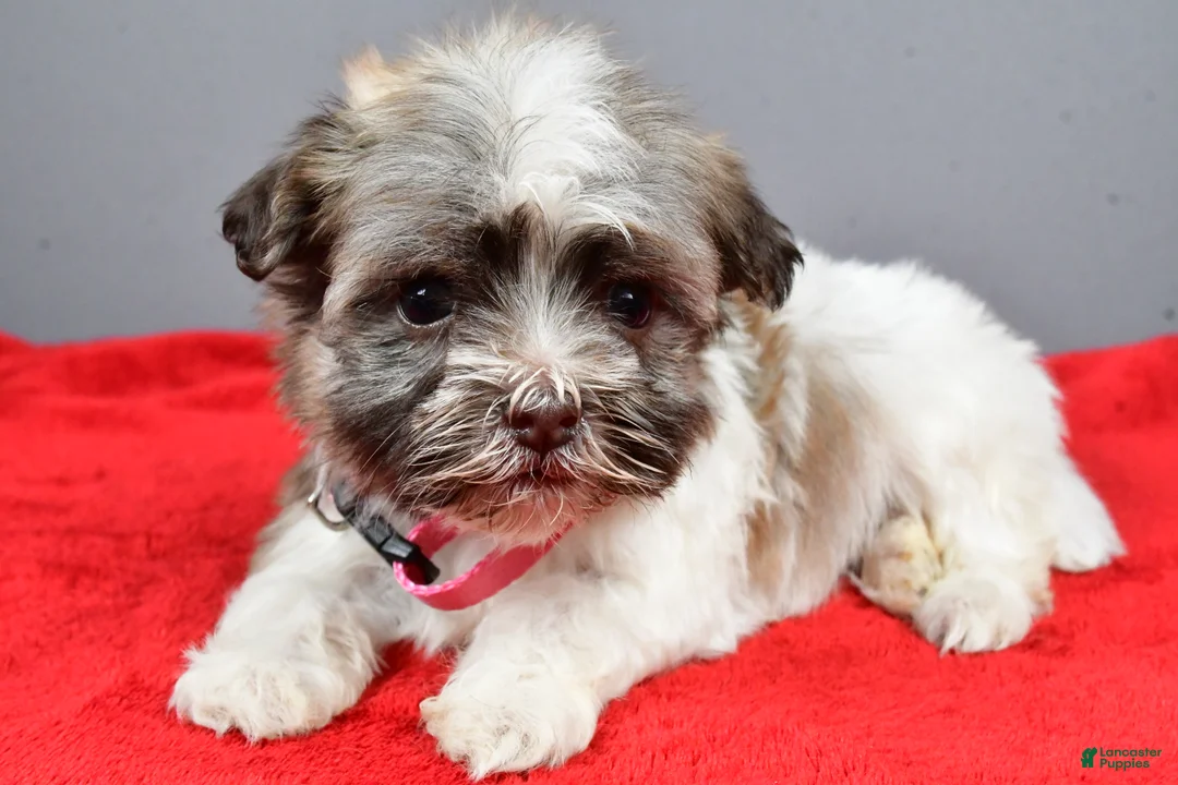 Havanese dogs for sale: Zelda - Ad 2