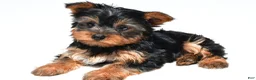 Yorkshire Terrier dogs for sale: Jet - Ad 6