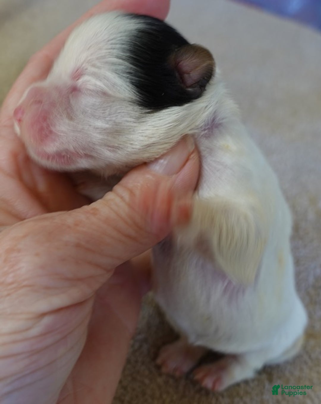 Yorkshire Terrier dogs for sale: Zuri exotic parti - Ad 7