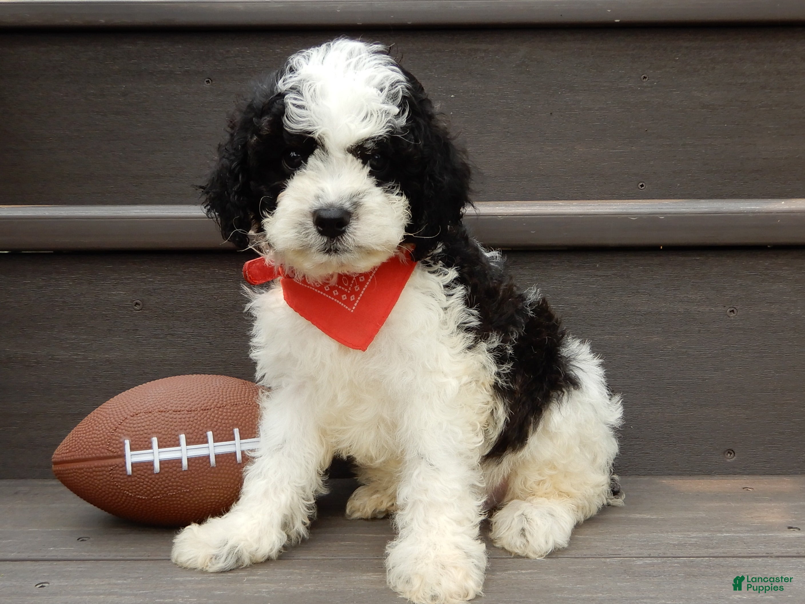 Cockapoo dogs Snoopy - Ad 1