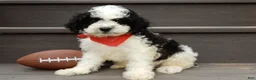 Cockapoo dogs for sale: Snoopy - Ad 1