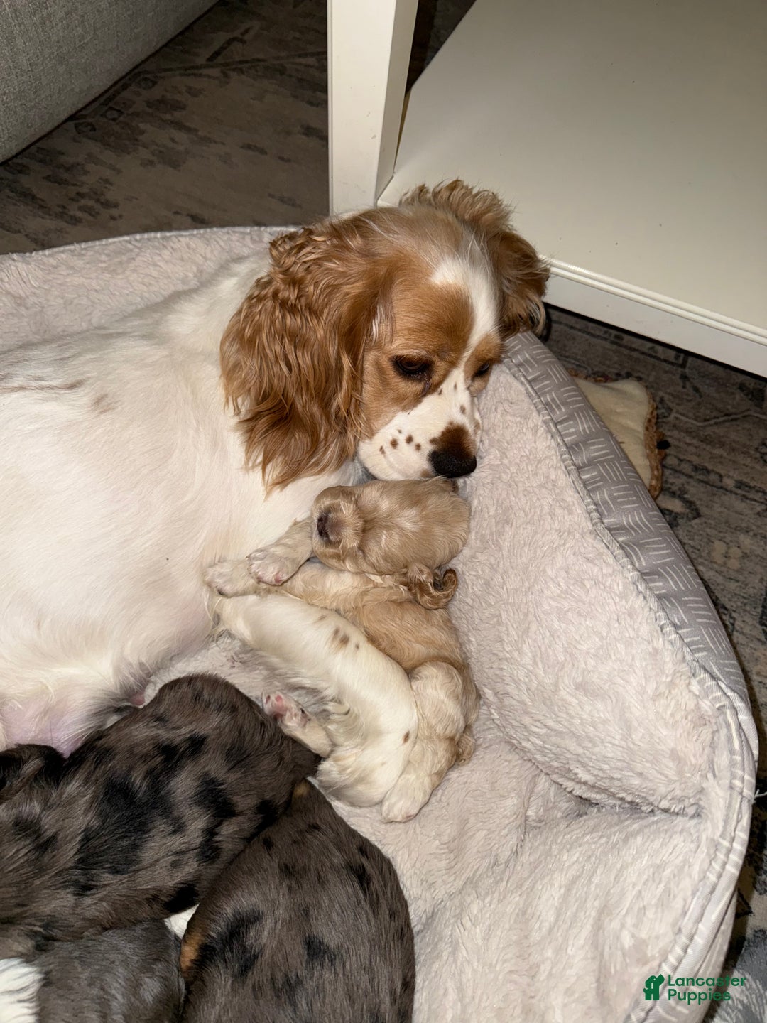 Cocker Spaniel dogs for sale: Teddy - Ad 8