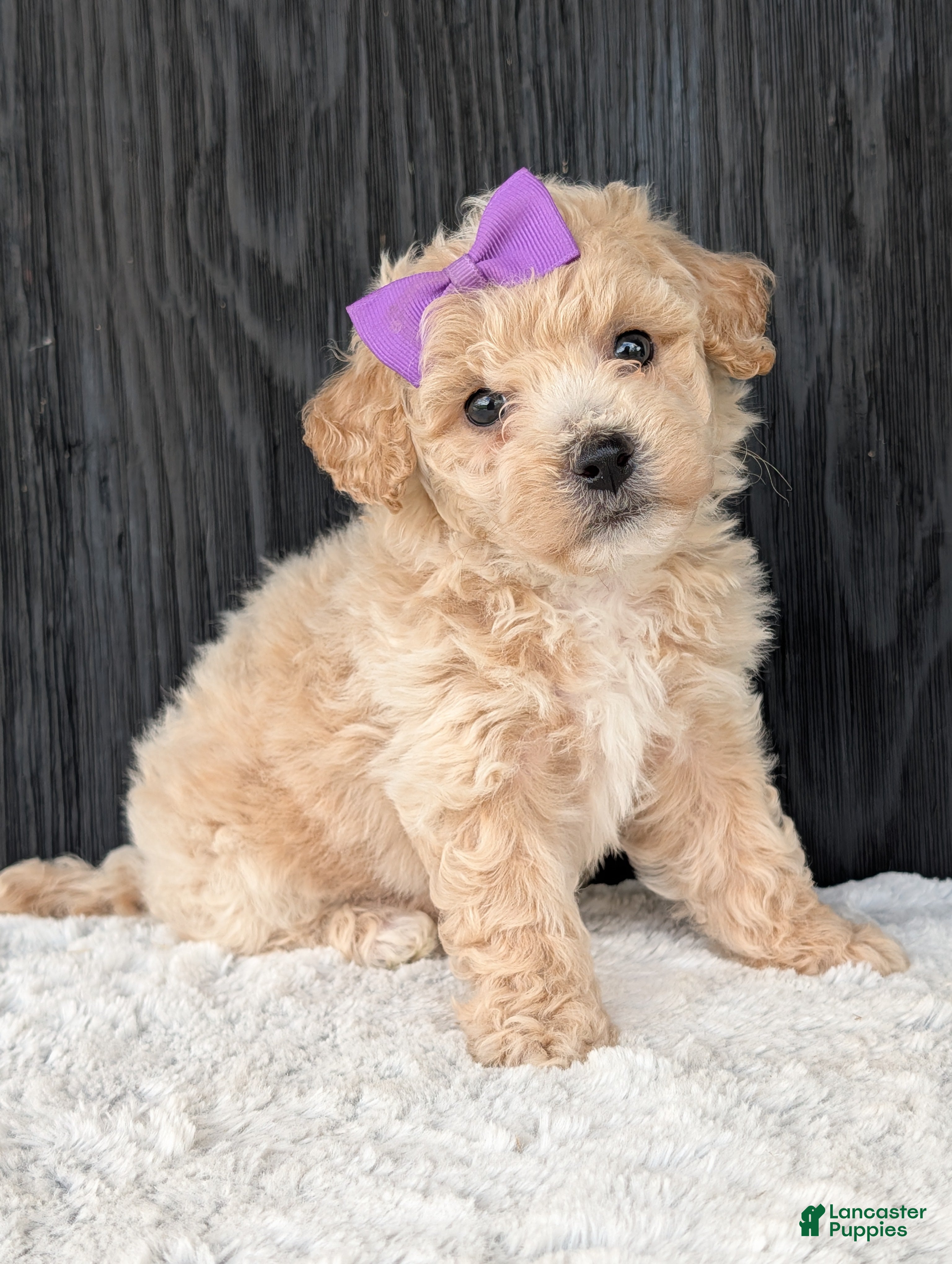 Bichpoo dogs Darla  - Ad 2