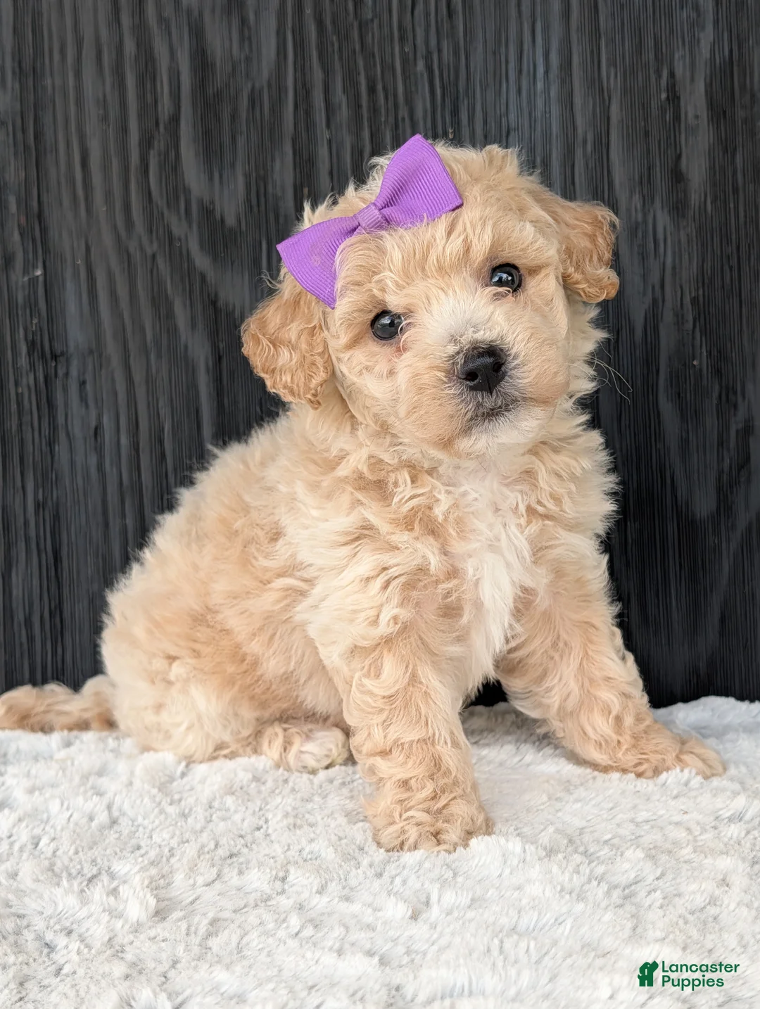 Bichpoo dogs for sale: Darla  - Ad 2