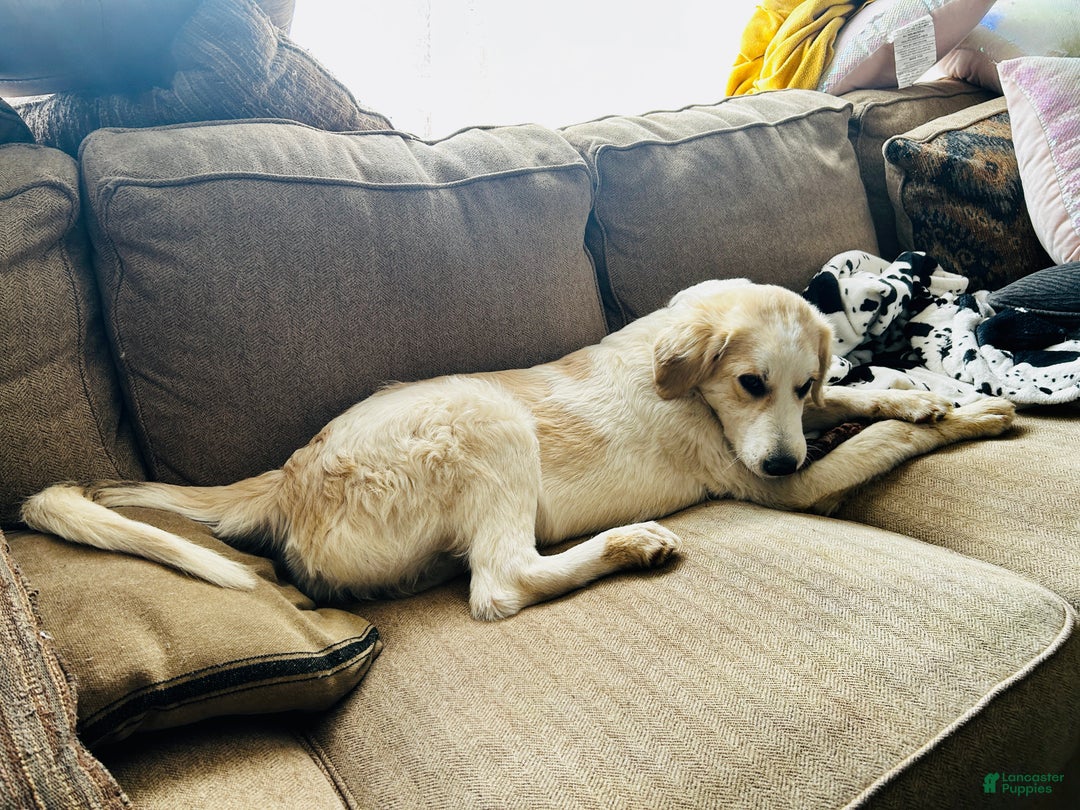 Mixed Breed dogs for sale: Hannah - Ad 4