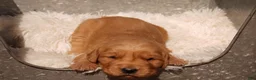 Golden Retriever dogs for sale: Liz - AKC, Genetically Clear - Ad 3