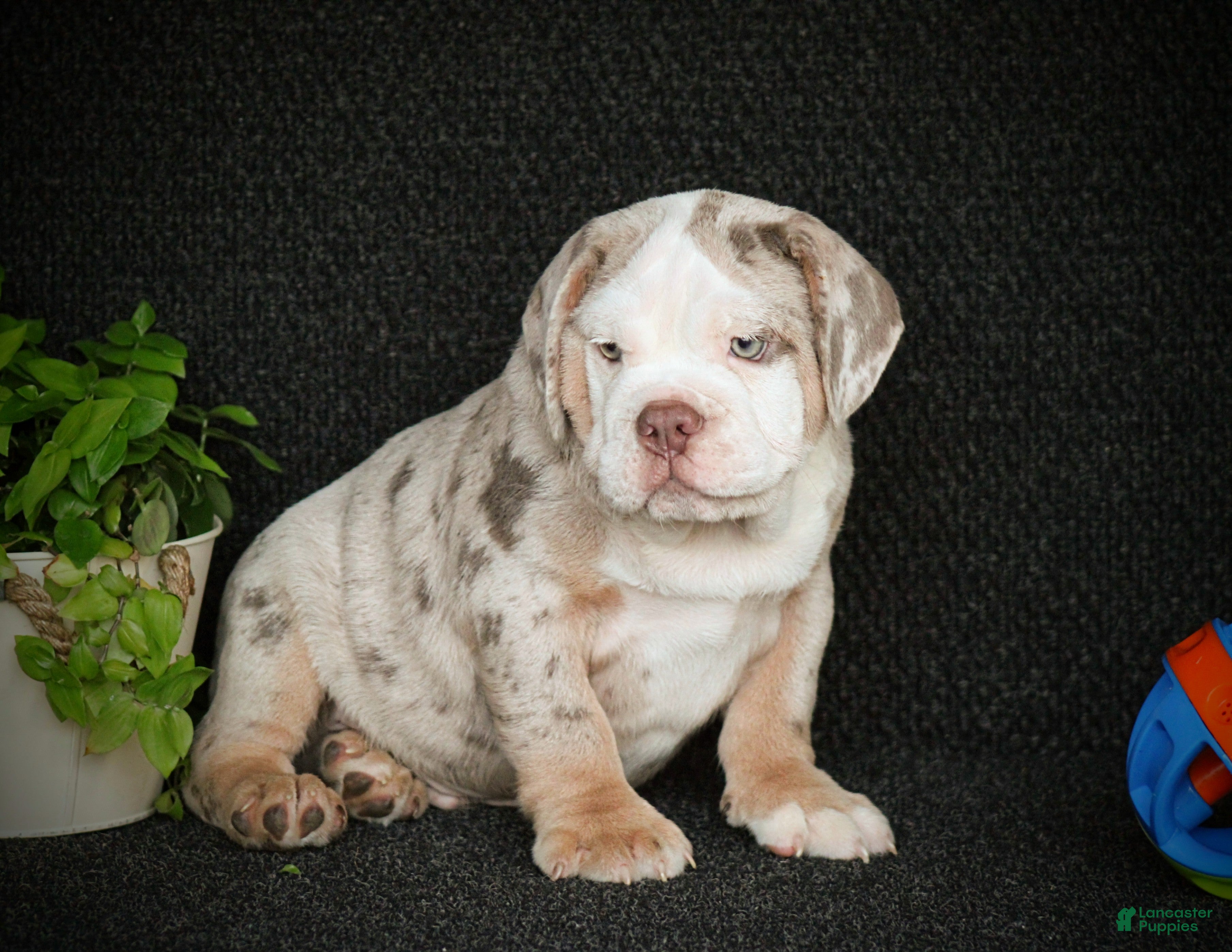Beabull dogs Captain - Ad 2