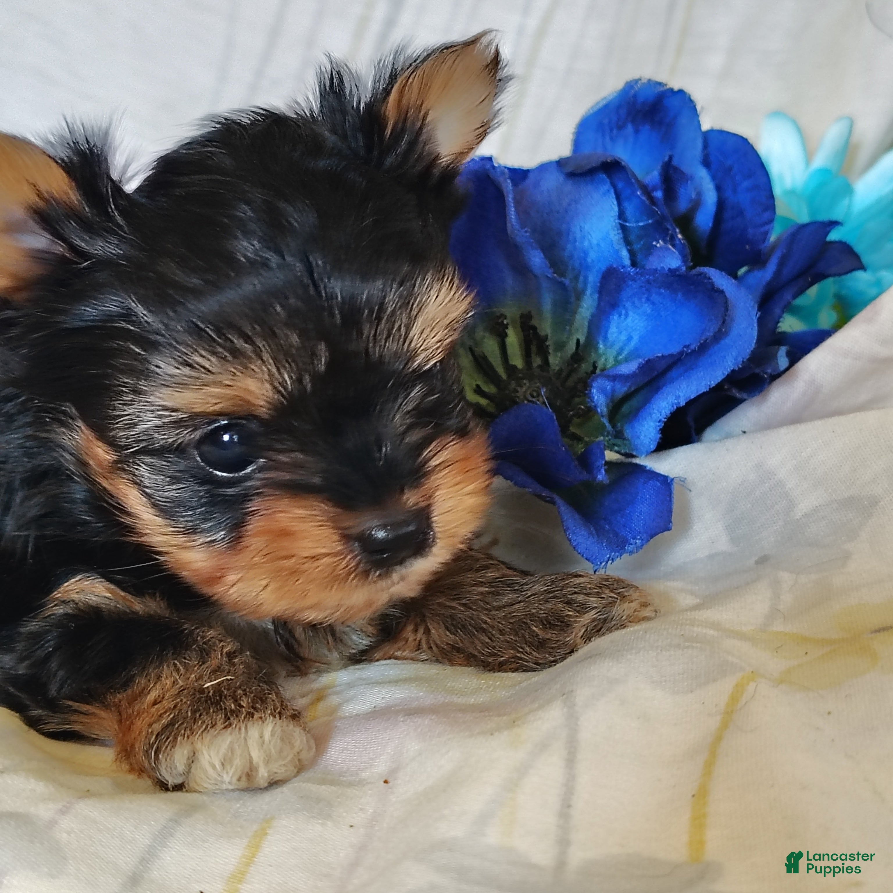 Yorkshire Terrier dogs Ernie - Ad 2