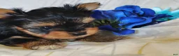 Yorkshire Terrier dogs for sale: Ernie - Ad 2