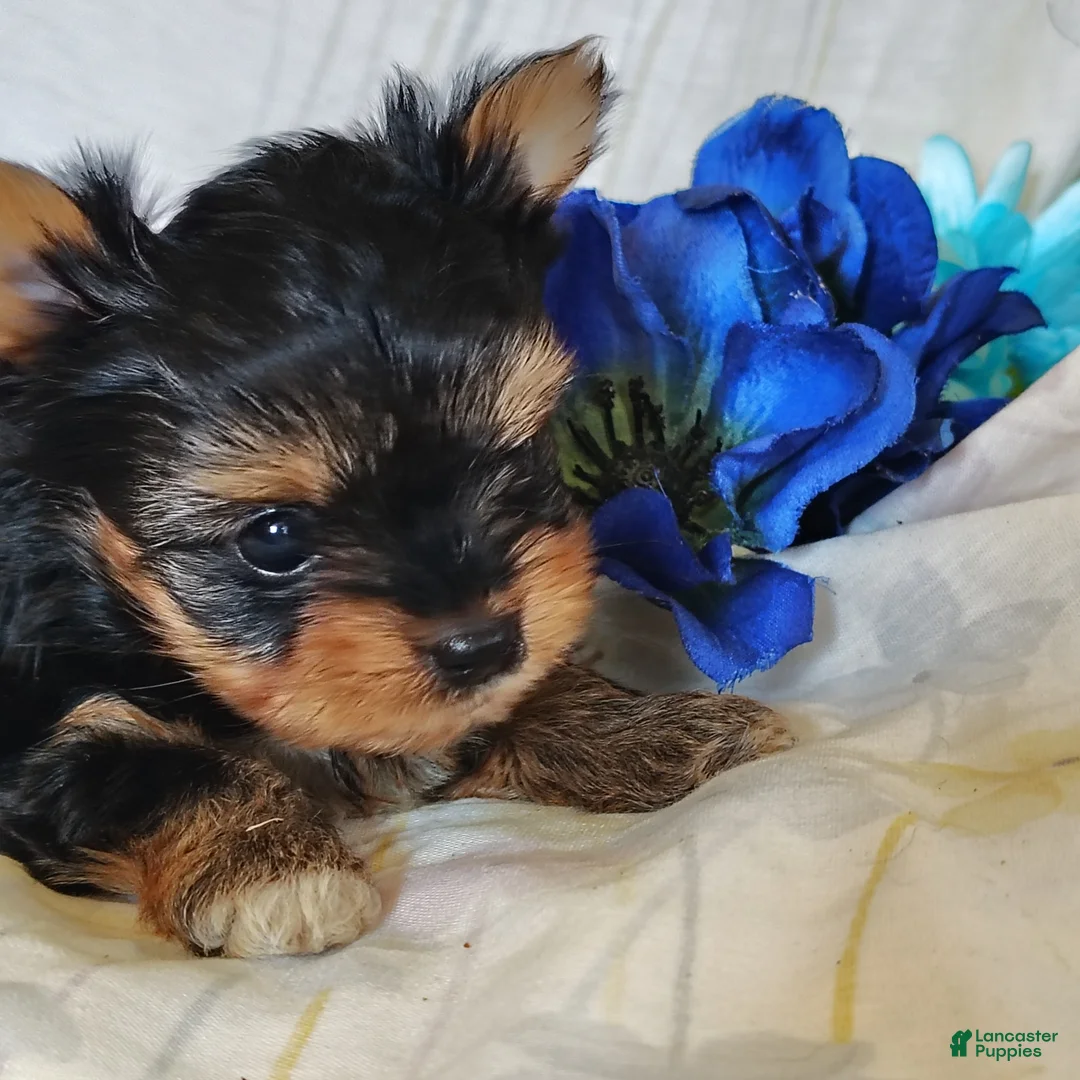 Yorkshire Terrier dogs for sale: Ernie - Ad 2