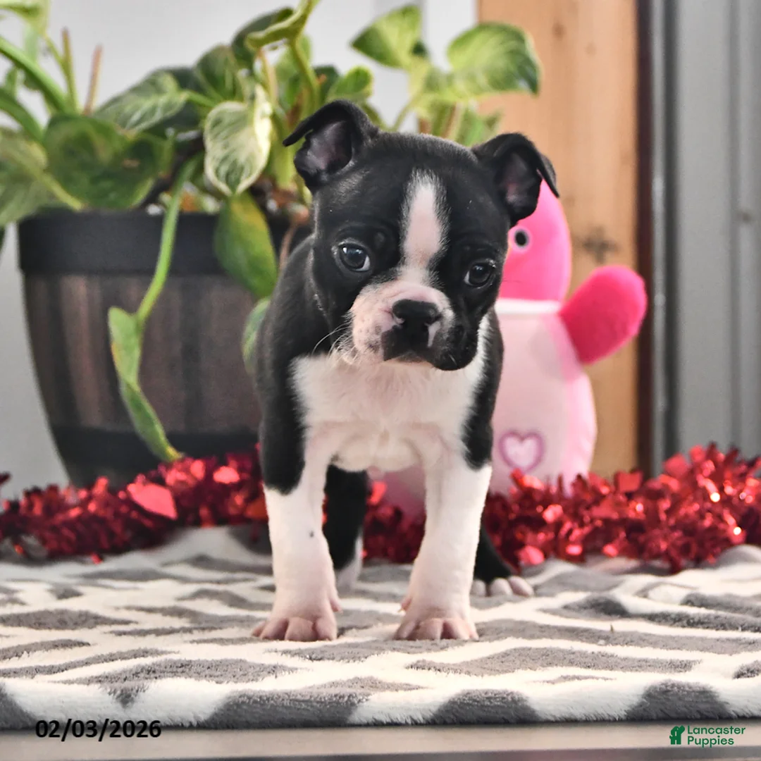 Boston Terrier dogs for sale: Josie - Ad 3