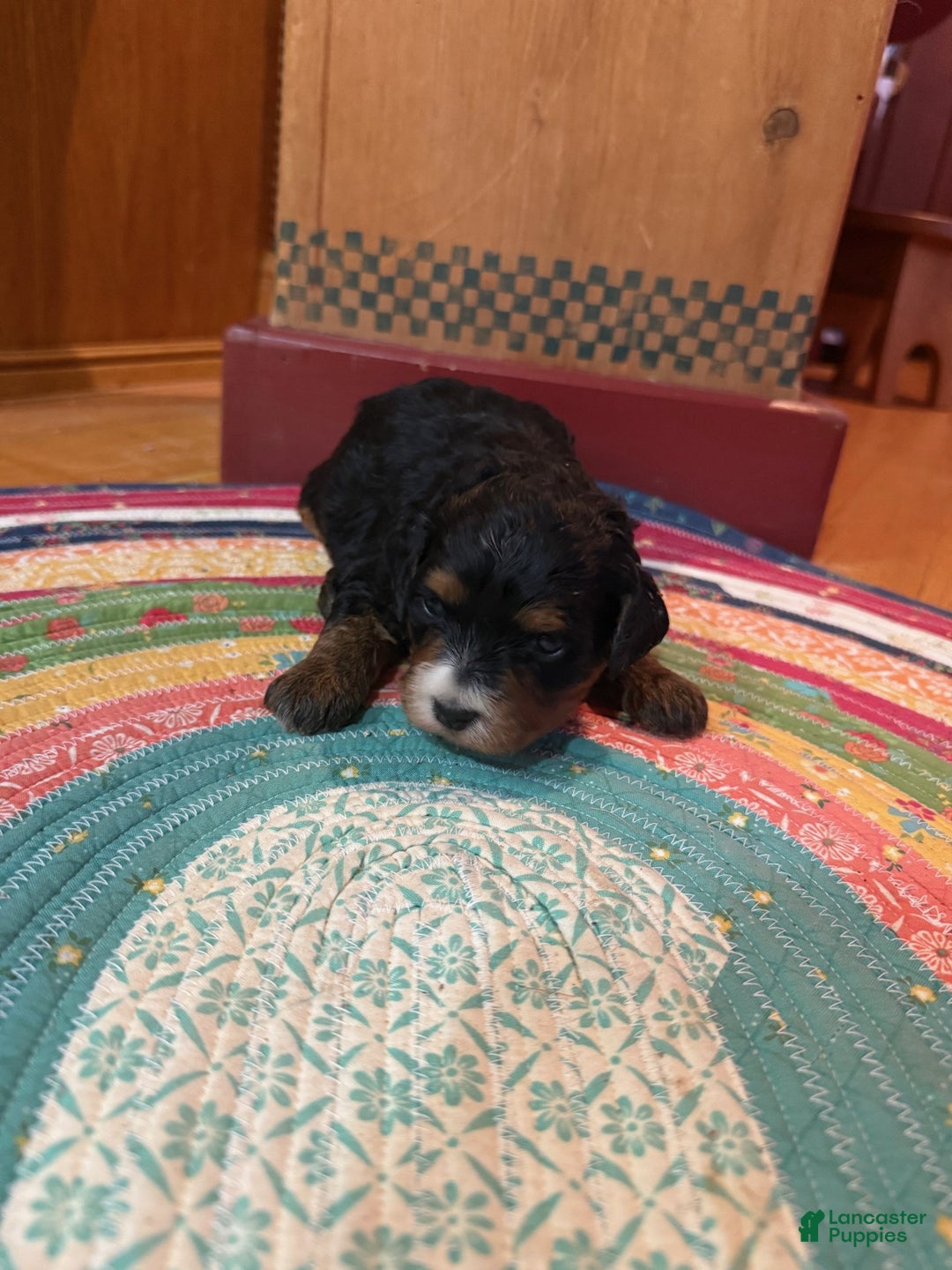 Mini Bernedoodle dogs for sale: Olive - Ad 5