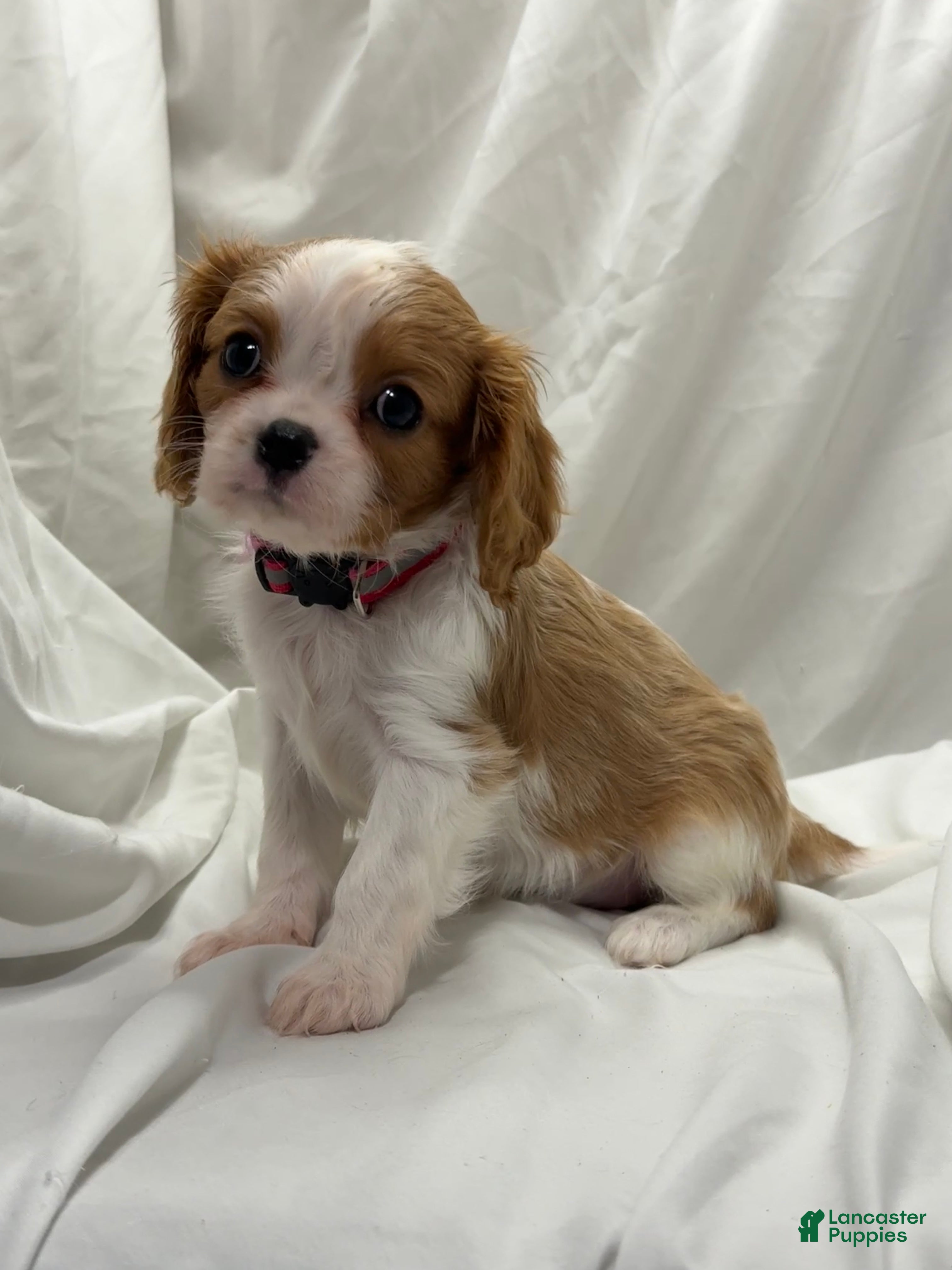 Cavalier King Charles Spaniel dogs Rose - Ad 28