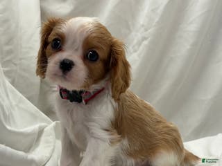 Cavalier King Charles Spaniel dogs Rose - Ad 28