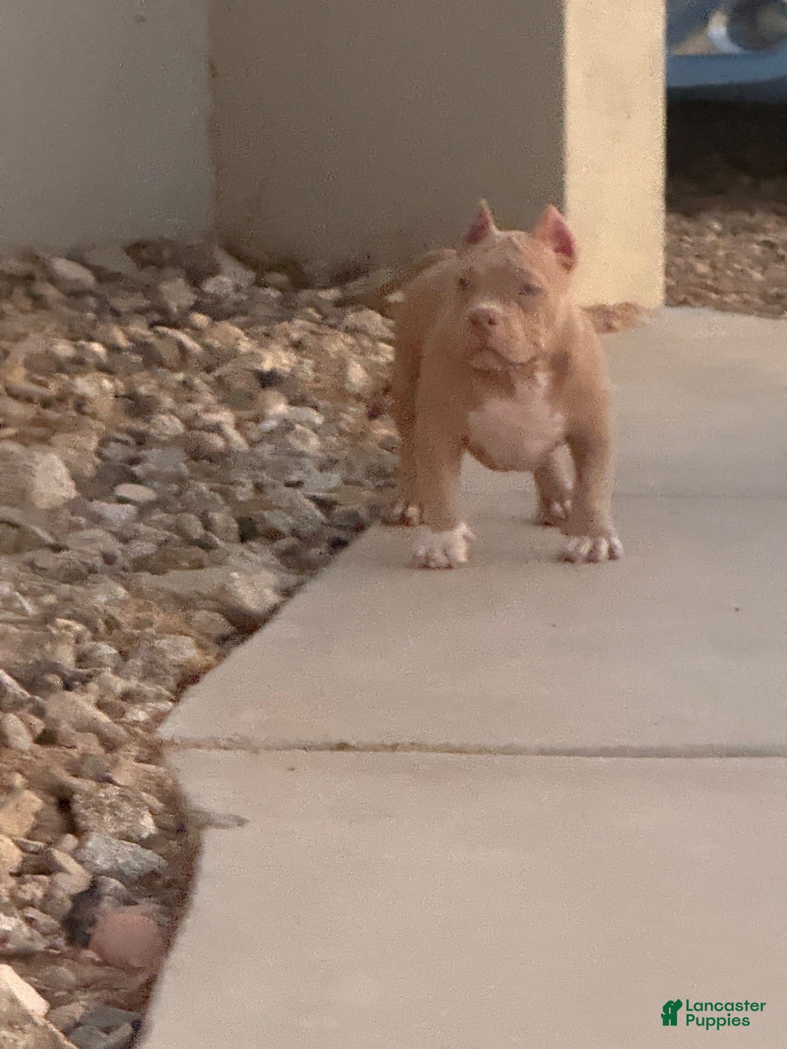 American Bully dogs for sale: American Bully 1 - Ad 1