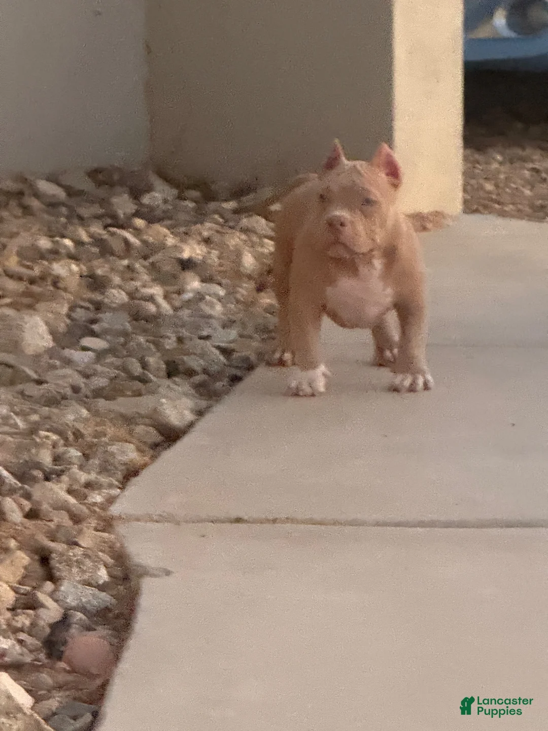 American Bully dogs for sale: American Bully 1 - Ad 1