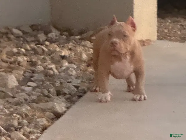 American Bully dogs for sale: American Bully 1 - Ad 2