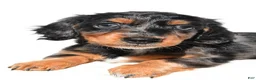 Dachshund dogs for sale: Molly - Ad 5