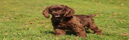 Cockapoo dogs for sale: Finn - Ad 5