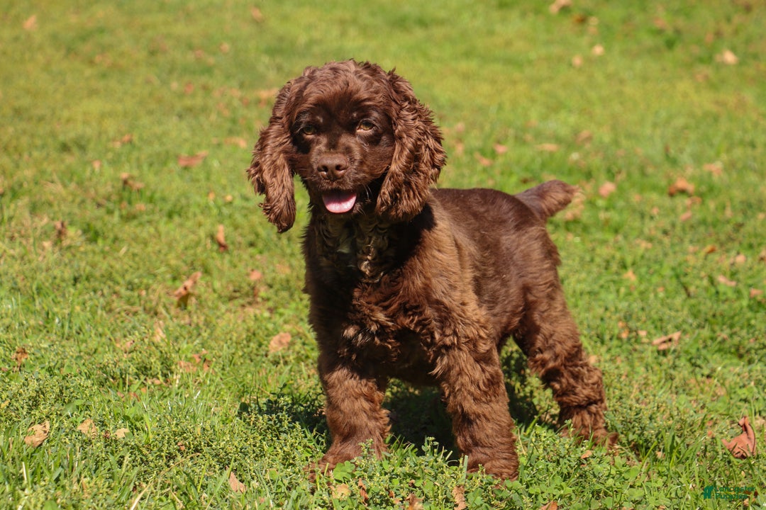 Cockapoo dogs for sale: Finn - Ad 5