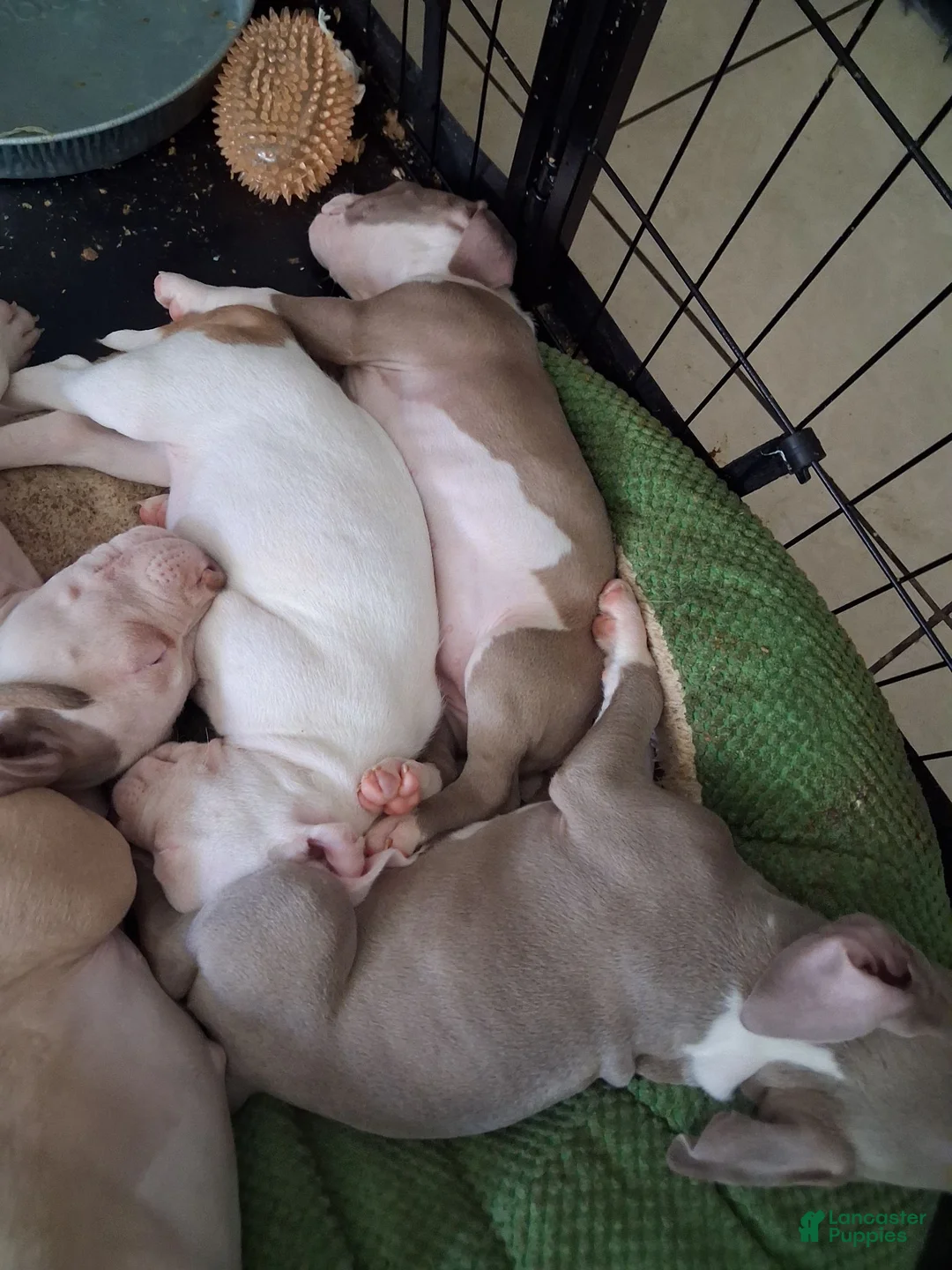 Mixed Breed dogs for sale: Midnight - Ad 2
