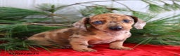 Miniature Dachshund dogs for sale: Scott - Ad 5