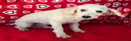 Toy Poodle dogs for sale: Mimi - Ad 11