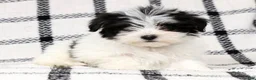 Morkie dogs for sale: Daisy - Ad 7
