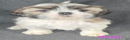 Shih Tzu dogs for sale: Pearl  - Ad 3