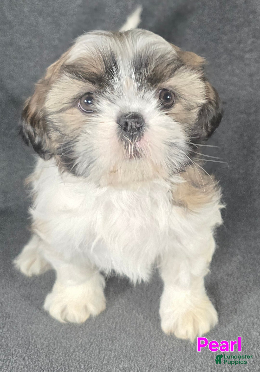 Shih Tzu dogs for sale: Pearl  - Ad 3