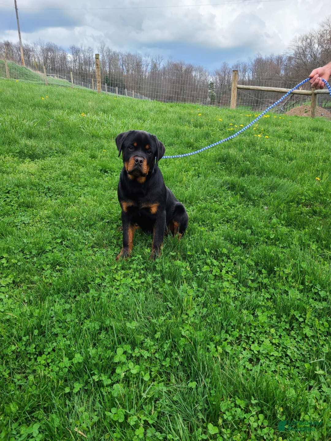 Rottweiler dogs for sale: Rottweiler Puppy 1 - Ad 1