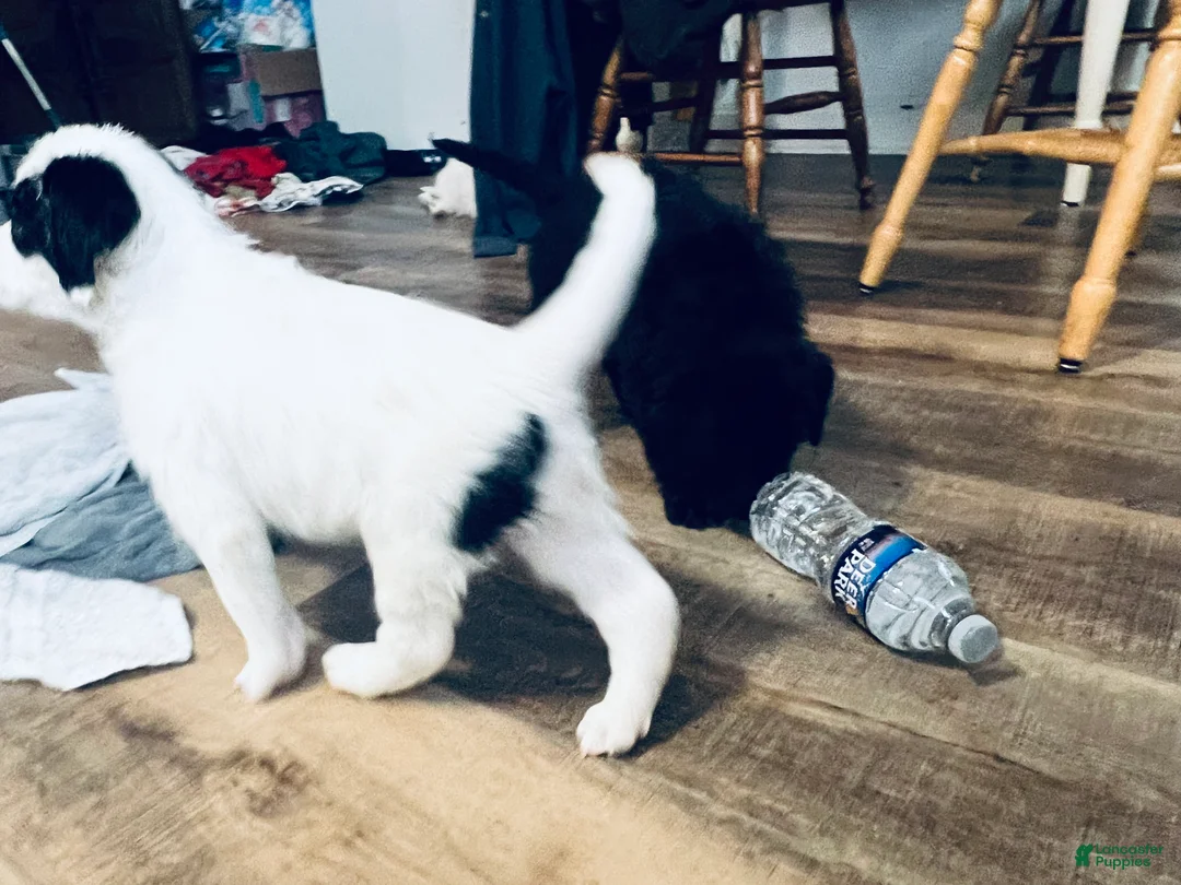 Mixed Breed dogs for sale: Spot - Ad 2