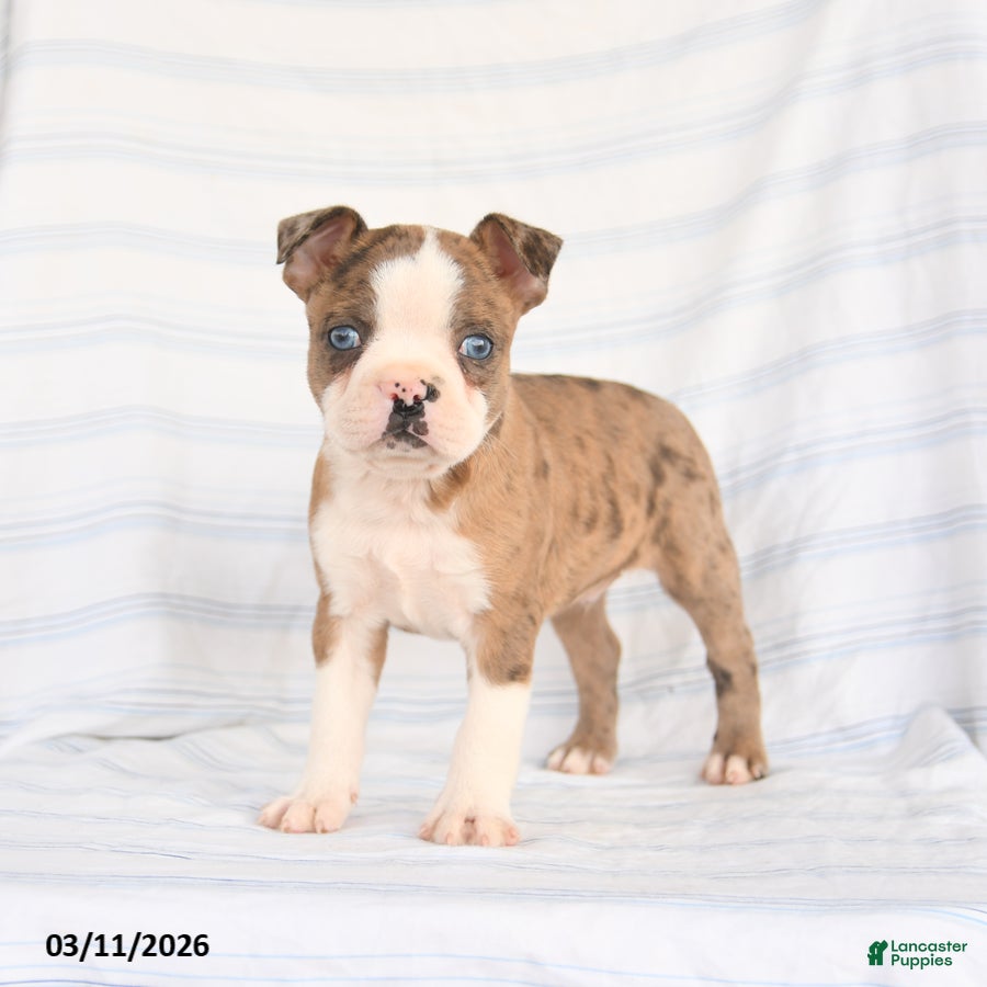 Boston Terrier dogs Asher - Ad 1