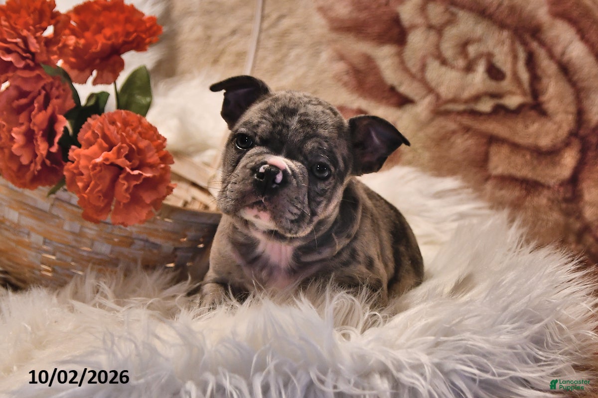 Frenchton dogs Prince   - Ad 1