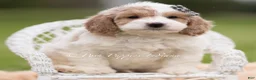 Mini Goldendoodle dogs for sale: Snickers - Ad 2