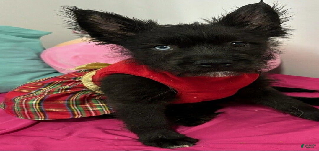 Gallery Image {{count}}