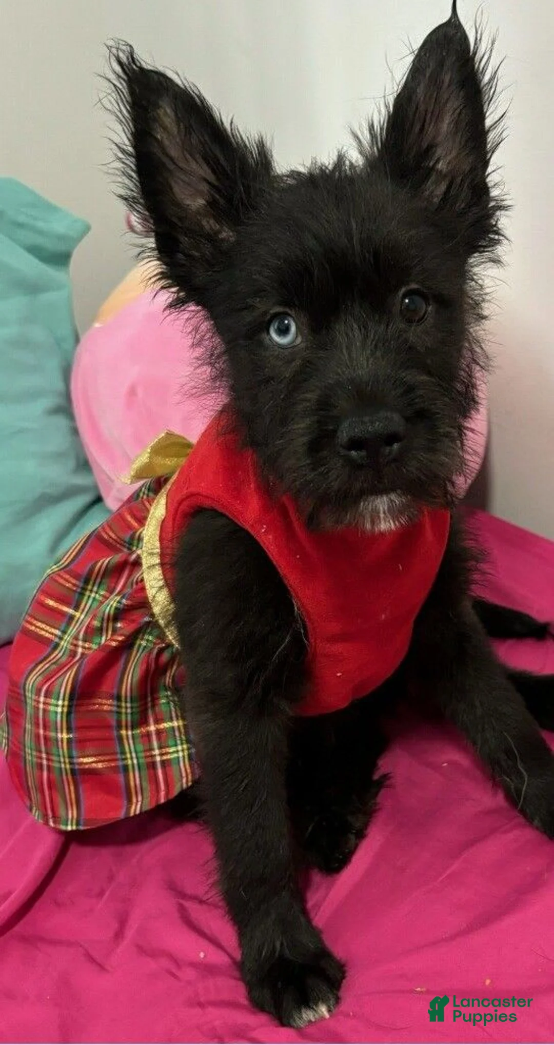 Gallery Image {{count}}