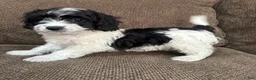 Havapoo dogs for sale: 1 Tony - Ad 2