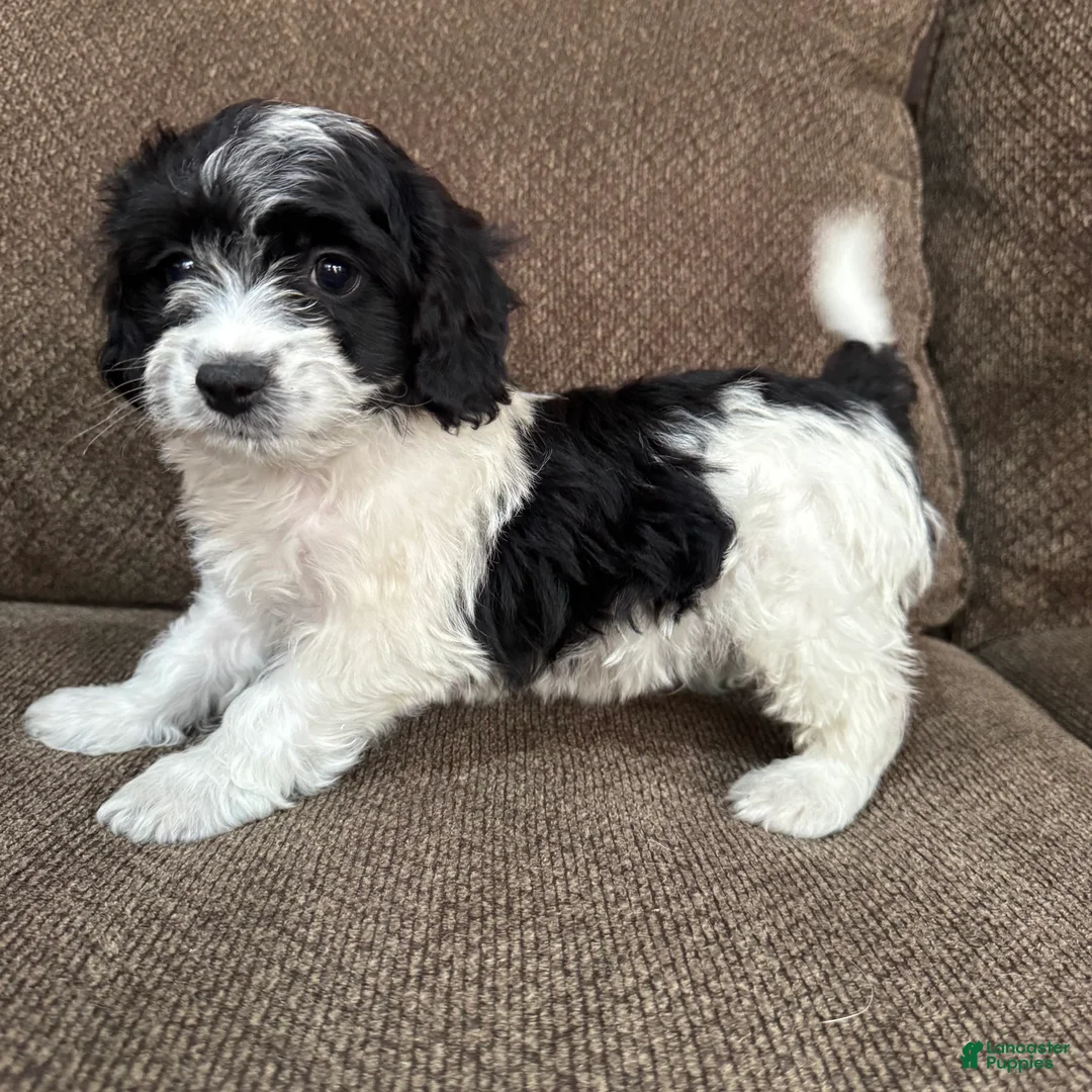 Havapoo dogs for sale: 1 Tony - Ad 2