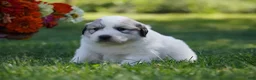 Great Pyrenees dogs for sale: AKC Nova - Ad 5
