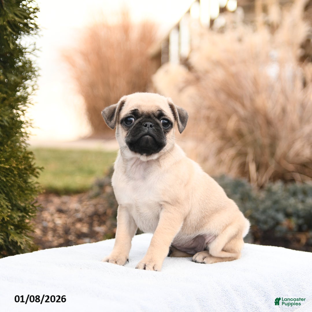 Mixed Breed dogs for sale: Melissa - Ad 1