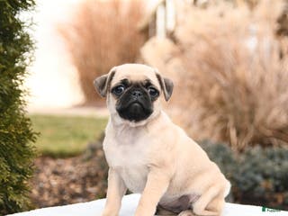 Mixed Breed dogs Melissa - Ad 30