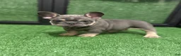 French Bulldog dogs for sale: Banksy - Ad 4