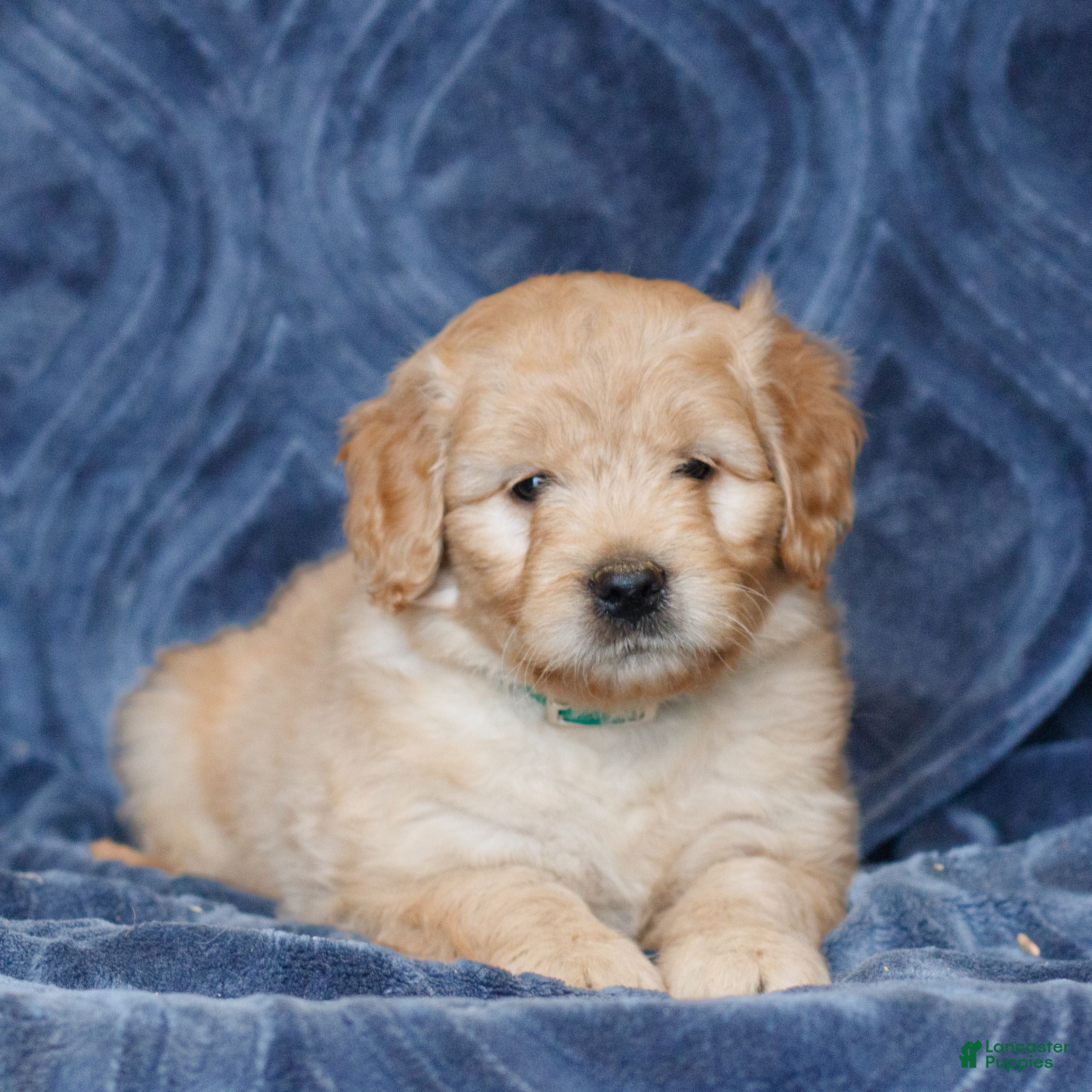 Mini Goldendoodle dogs Kendall  - Ad 1