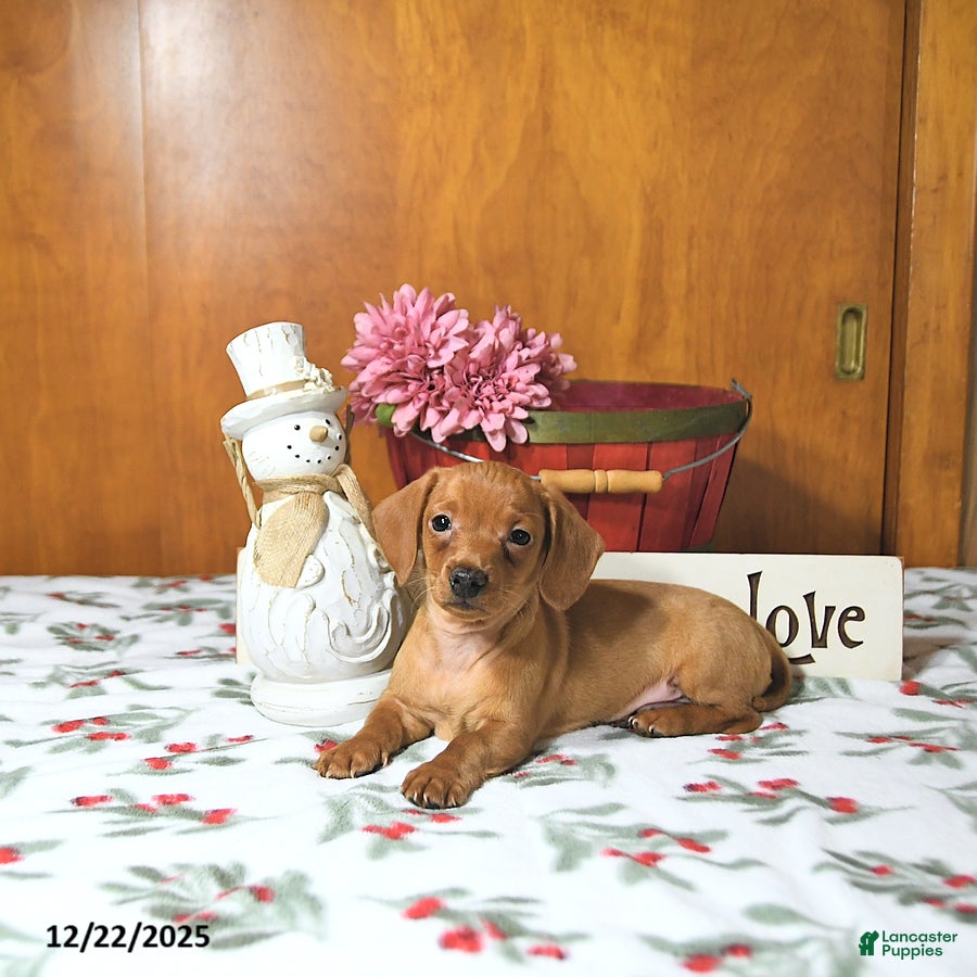 Miniature Dachshund dogs Tommy - Ad 4