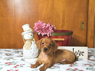 Miniature Dachshund dogs Tommy - Ad 4