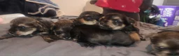 Miniature Schnauzer dogs for sale: Miniature Schnauzer 1 - Ad 3