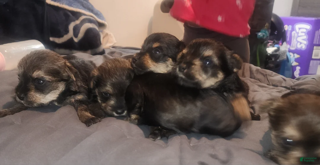 Miniature Schnauzer dogs for sale: Miniature Schnauzer 3 - Ad 3